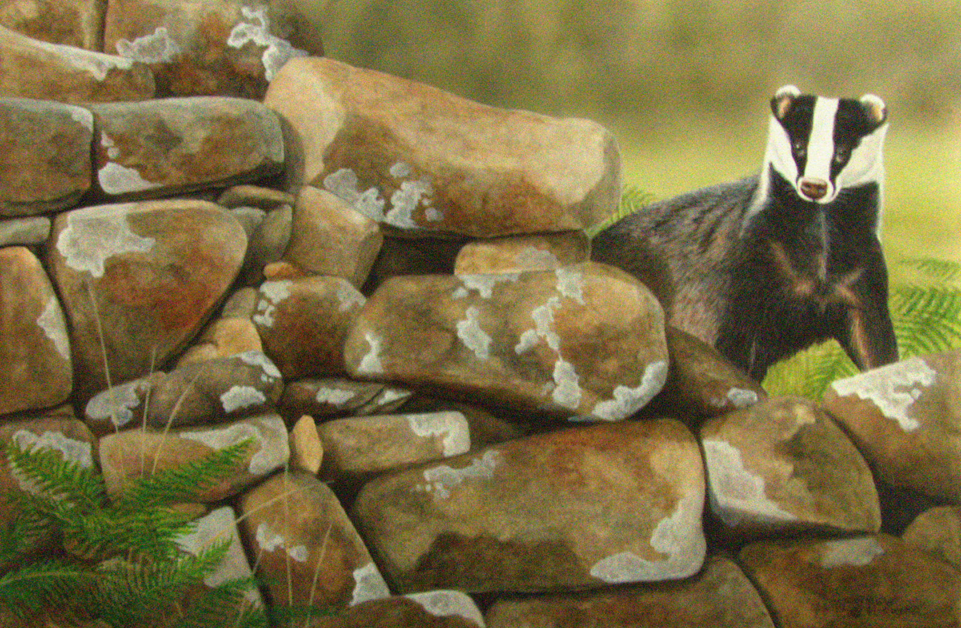 Andrew Forkner  forager european badger eeivqn