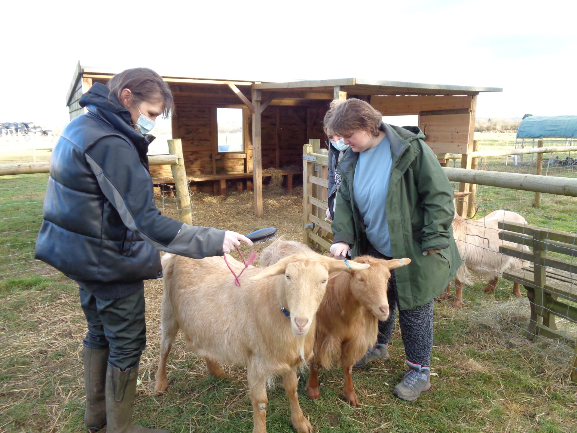 Grooming the goats