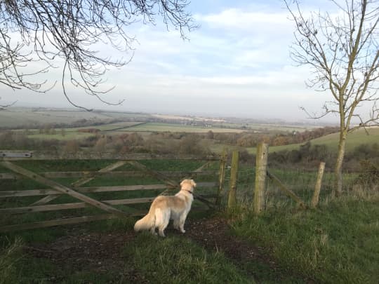 Saffie on the downs yqbd7z i019ch