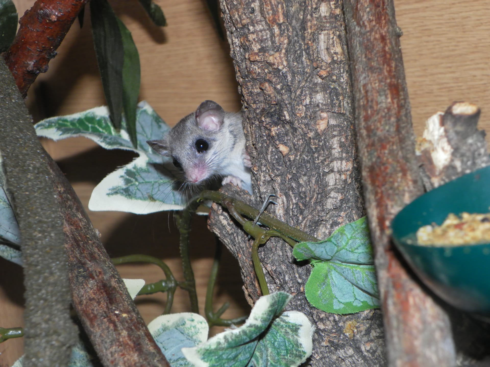 african pygmy dormouse
