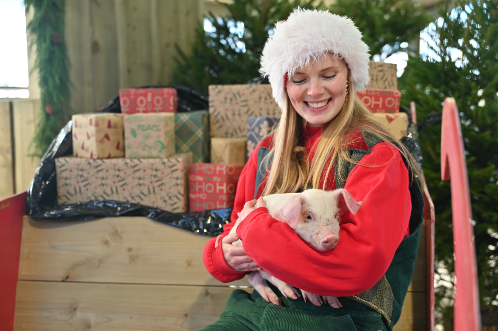 Christmas on the Farm at Cotswold Farm Park  7 