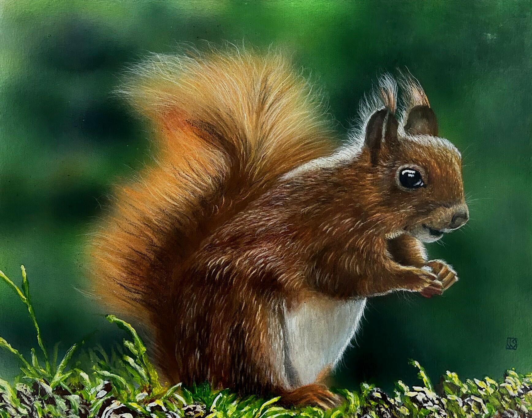 john sirrelle red squirrel profile2 40cmsx31cms hafrfq