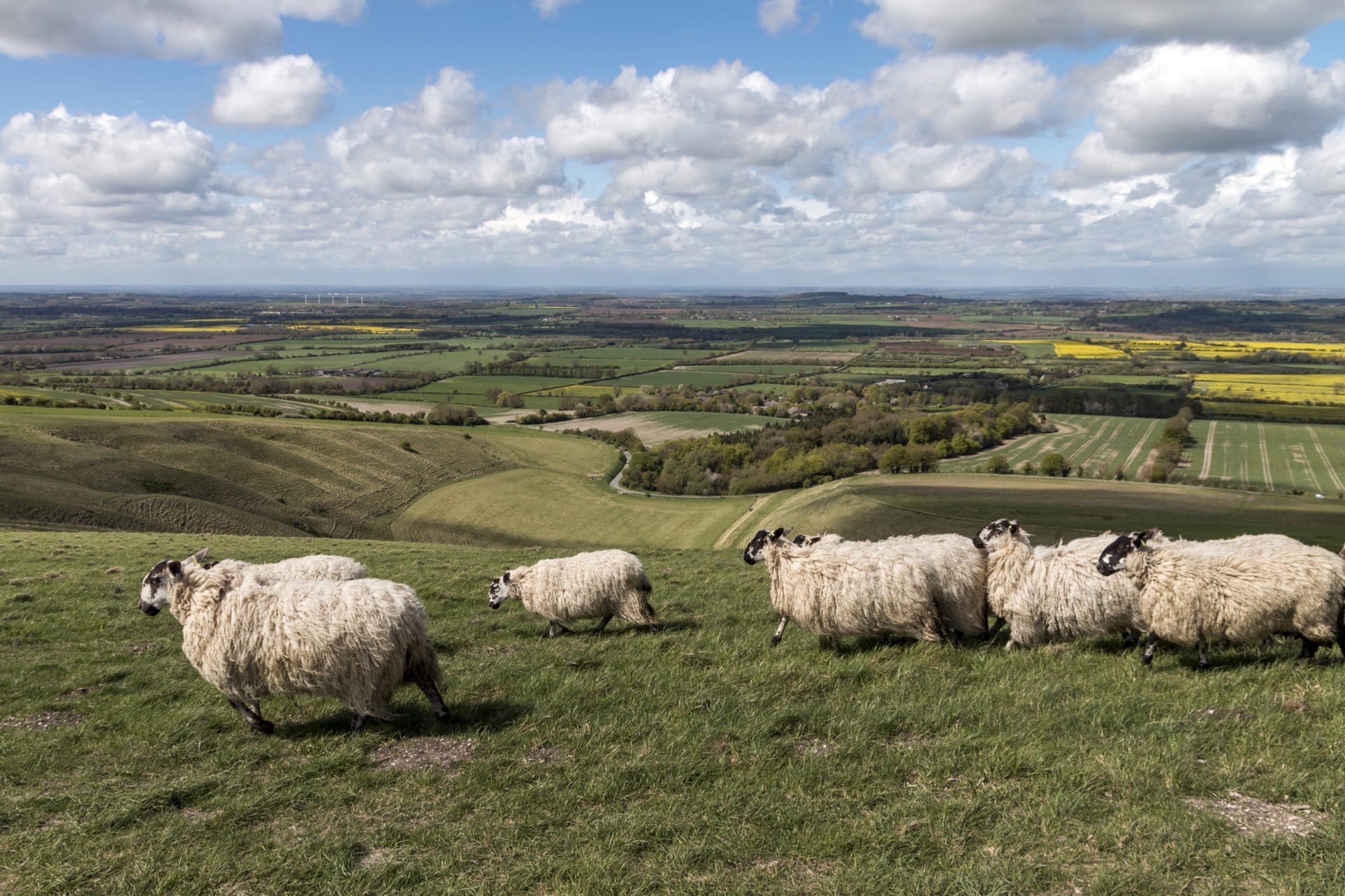 sheep at White Horse Hill Hugh Mothersole