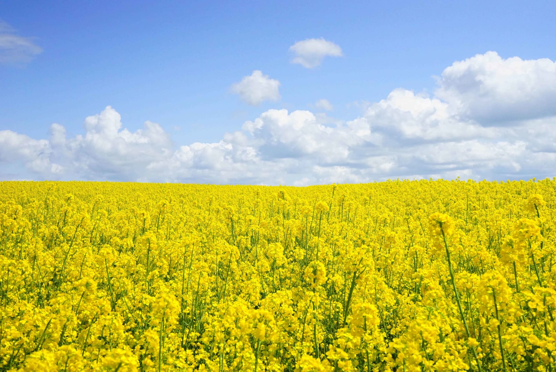 yellow field hayfever HR